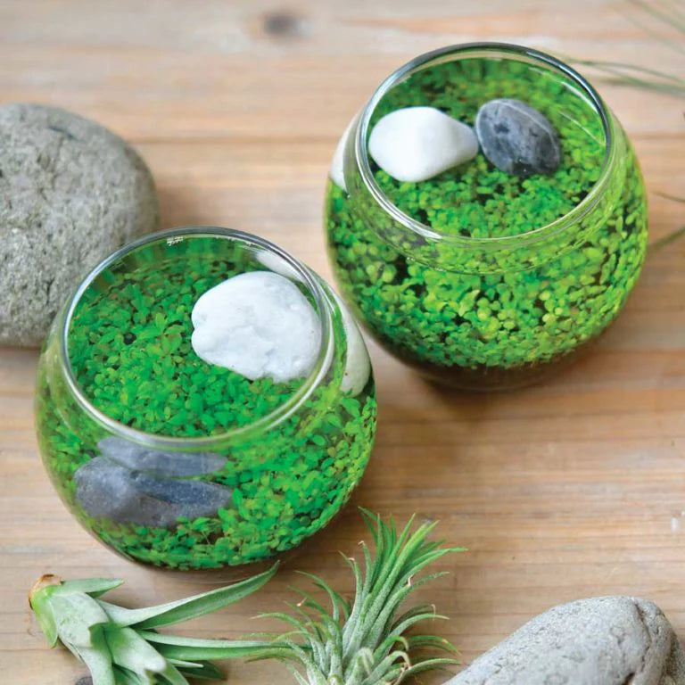 Watergarden - Zinnias Gift Boutique