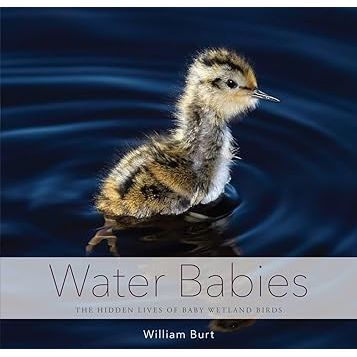 Cover of the book "Water Babies: The Hidden Lives of Baby Wetland Birds" by Book Publisher, featuring wetland bird illustrations.