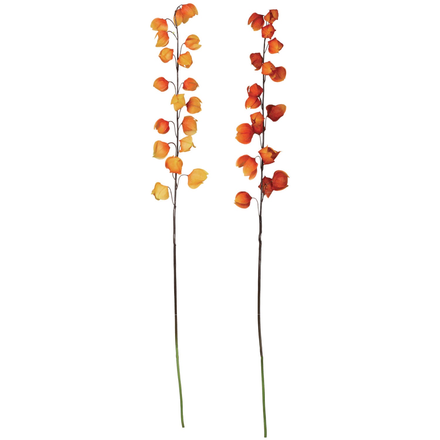 Chinese Lantern Stem - Zinnias Gift Boutique