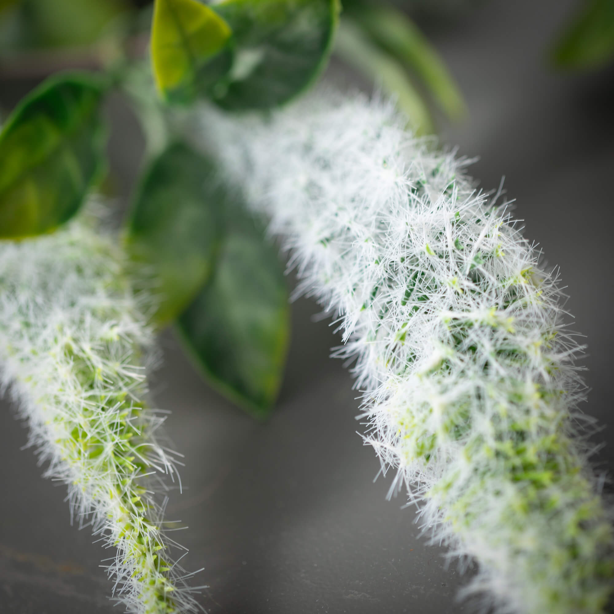 WHITE AMARANTHUS SPRAY - Zinnias Gift Boutique