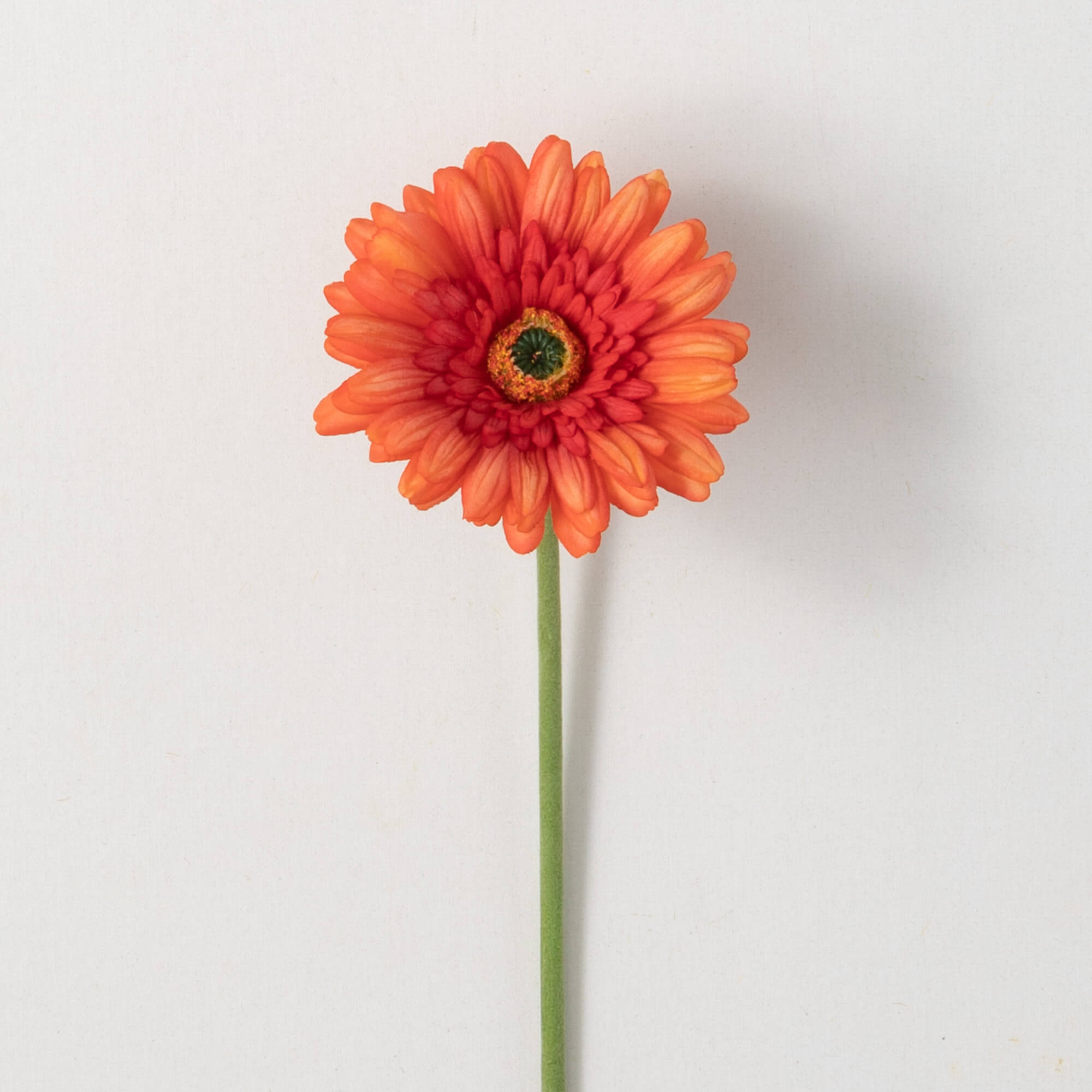 GERBERA DAISY - Zinnias Gift Boutique