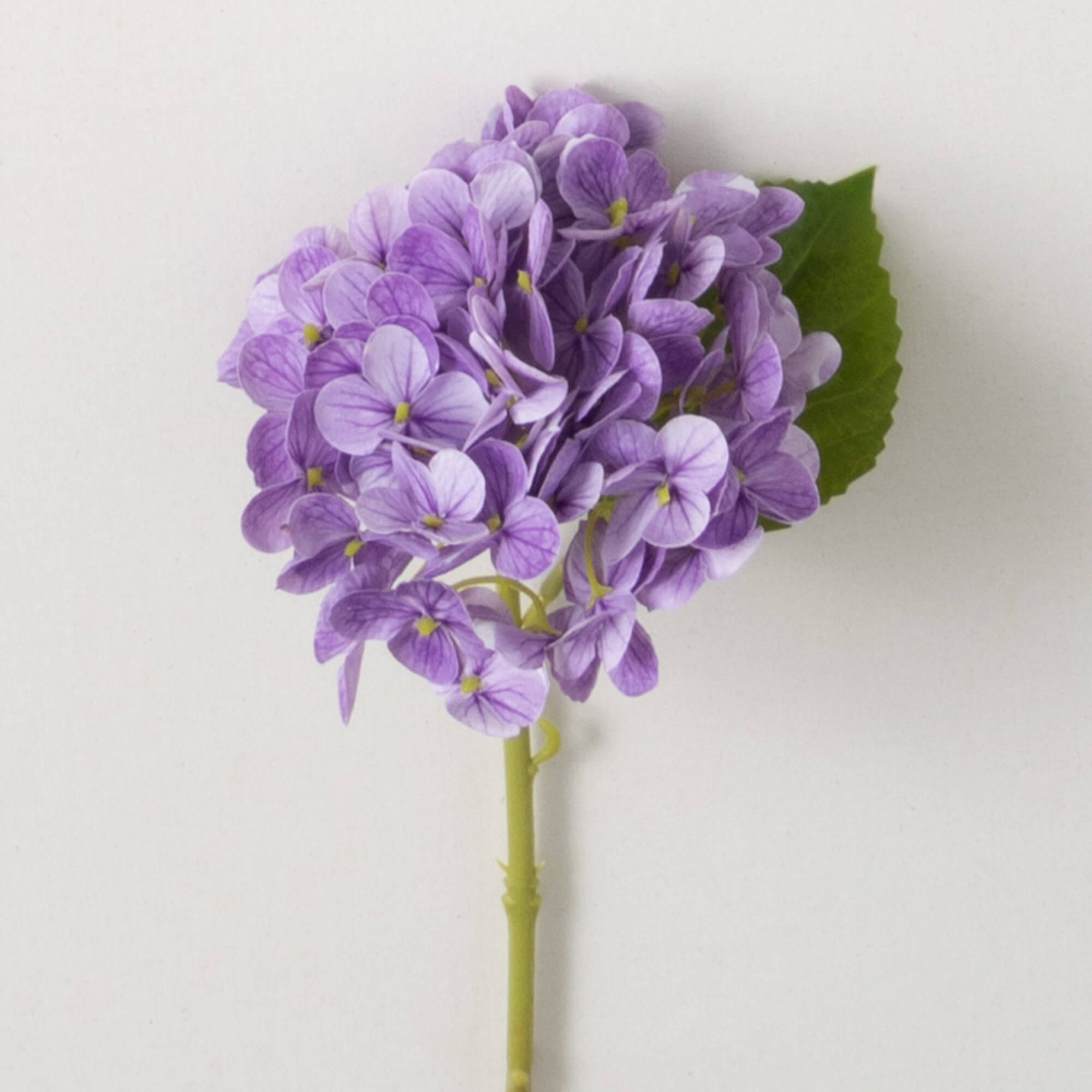 SHORT STEM HYDRANGEA - Zinnias Gift Boutique