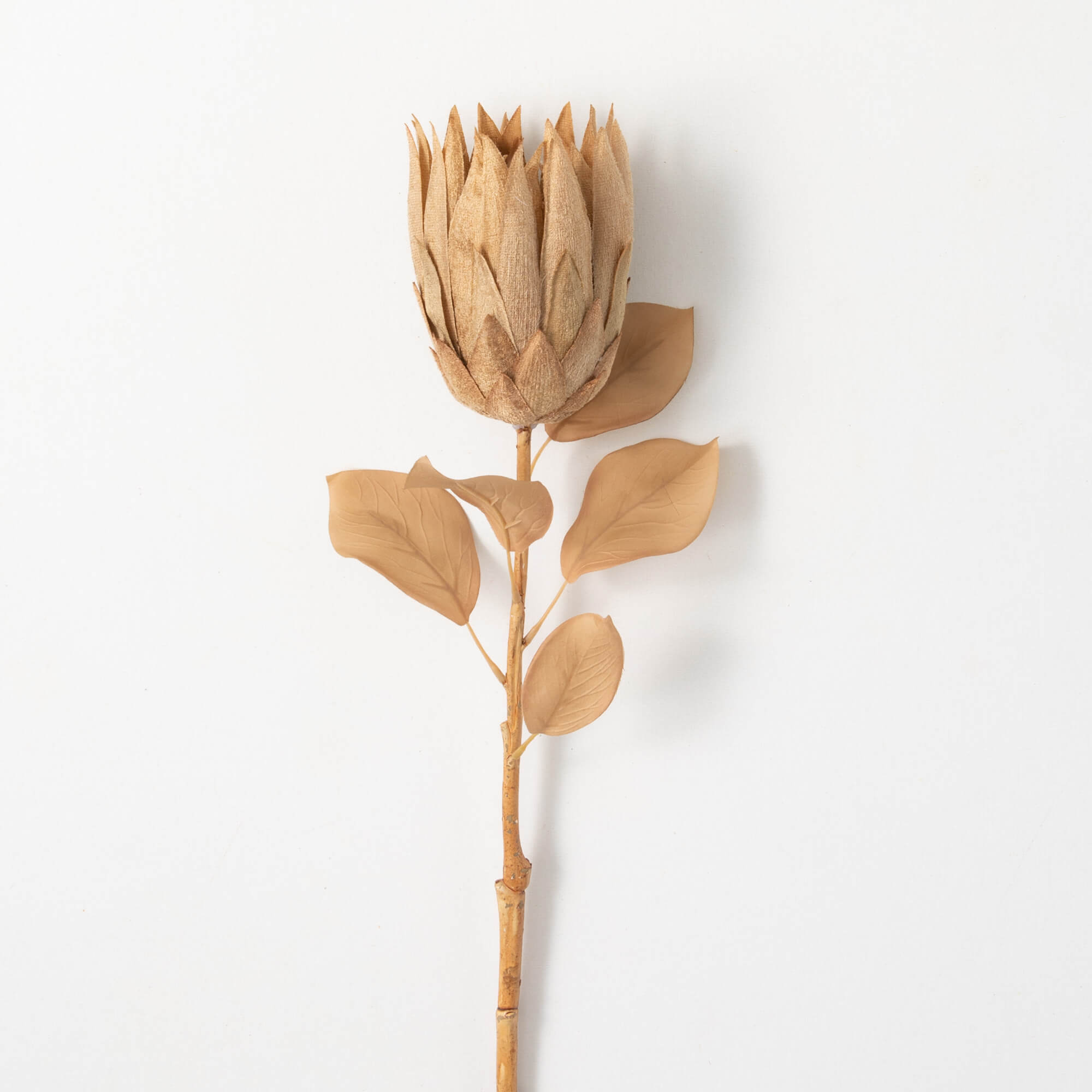 NATURAL PALE PROTEA - Zinnias Gift Boutique