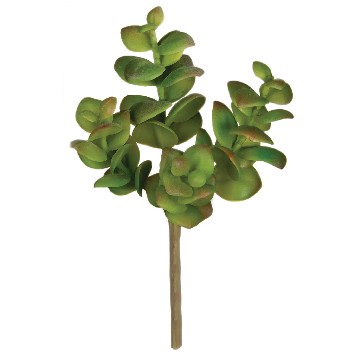 SUCCULENT PICK - Zinnias Gift Boutique