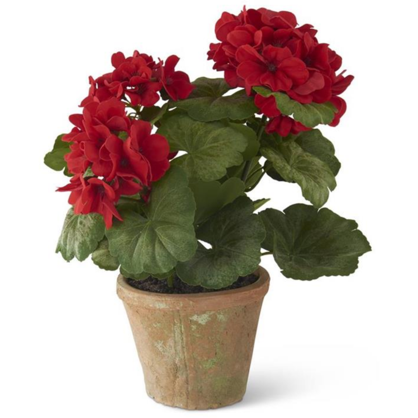 14 Inch Red Potted Geranium In Clay Pot - Zinnias Gift Boutique