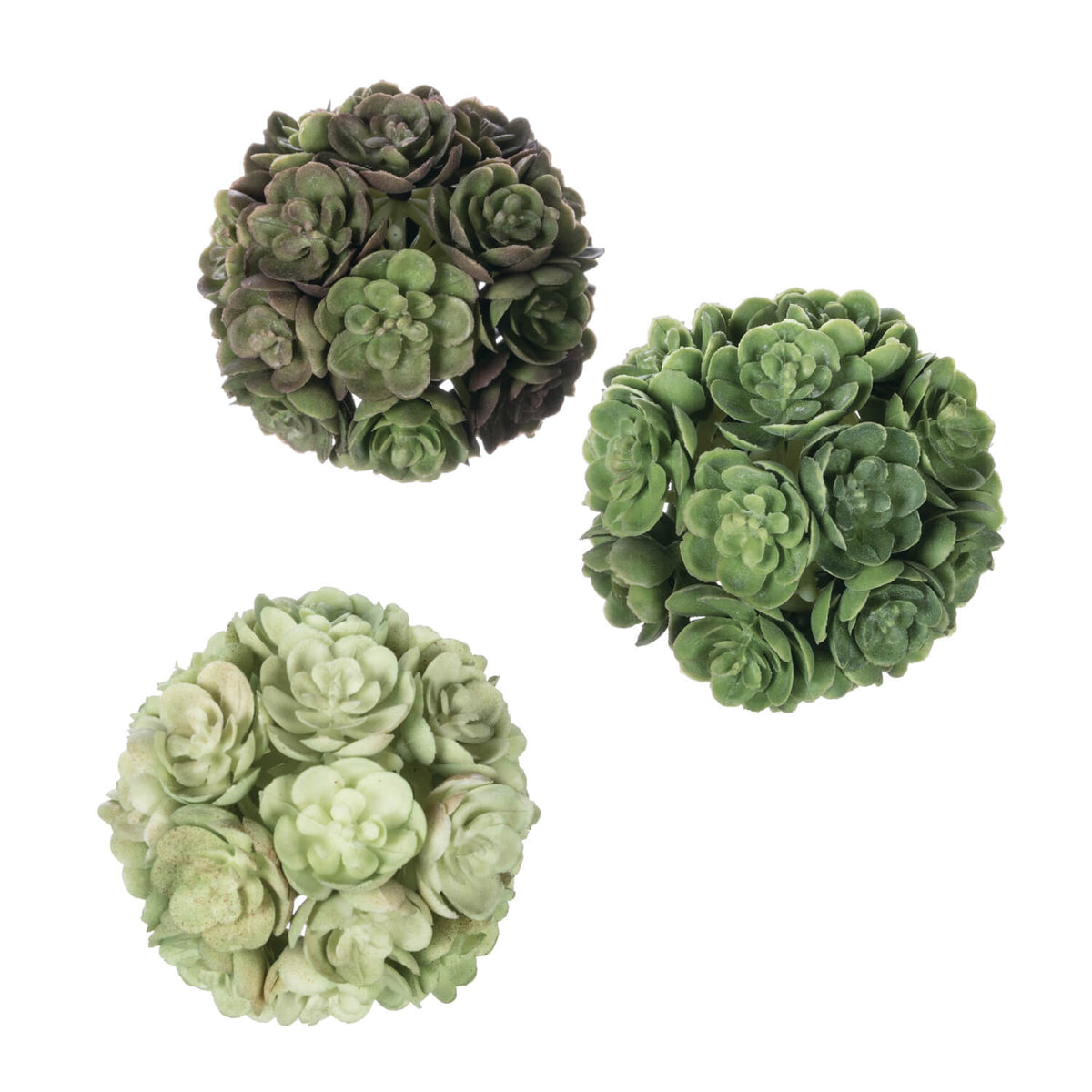 ECHEVERIA ORB - Zinnias Gift Boutique