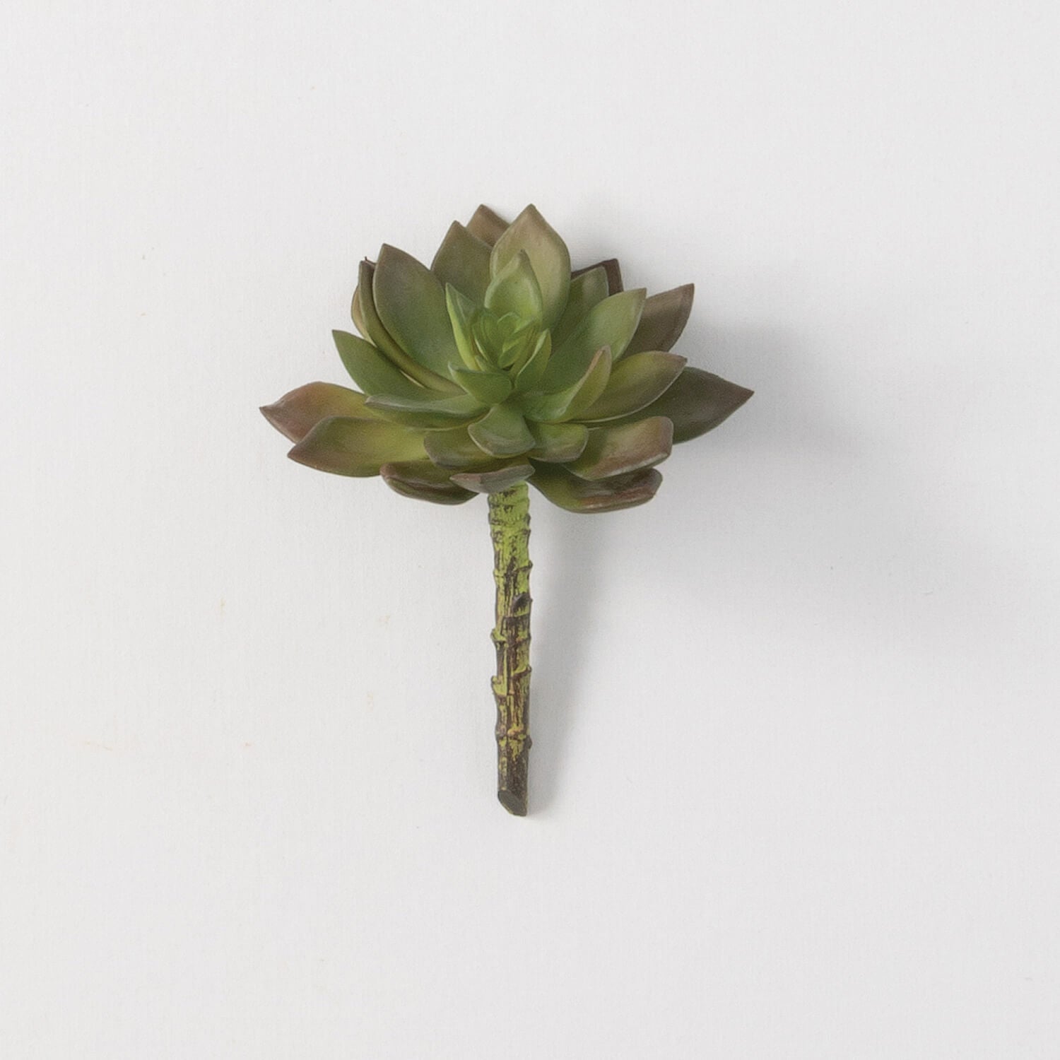 ECHEVERIA SUCCULENT PICK - Zinnias Gift Boutique