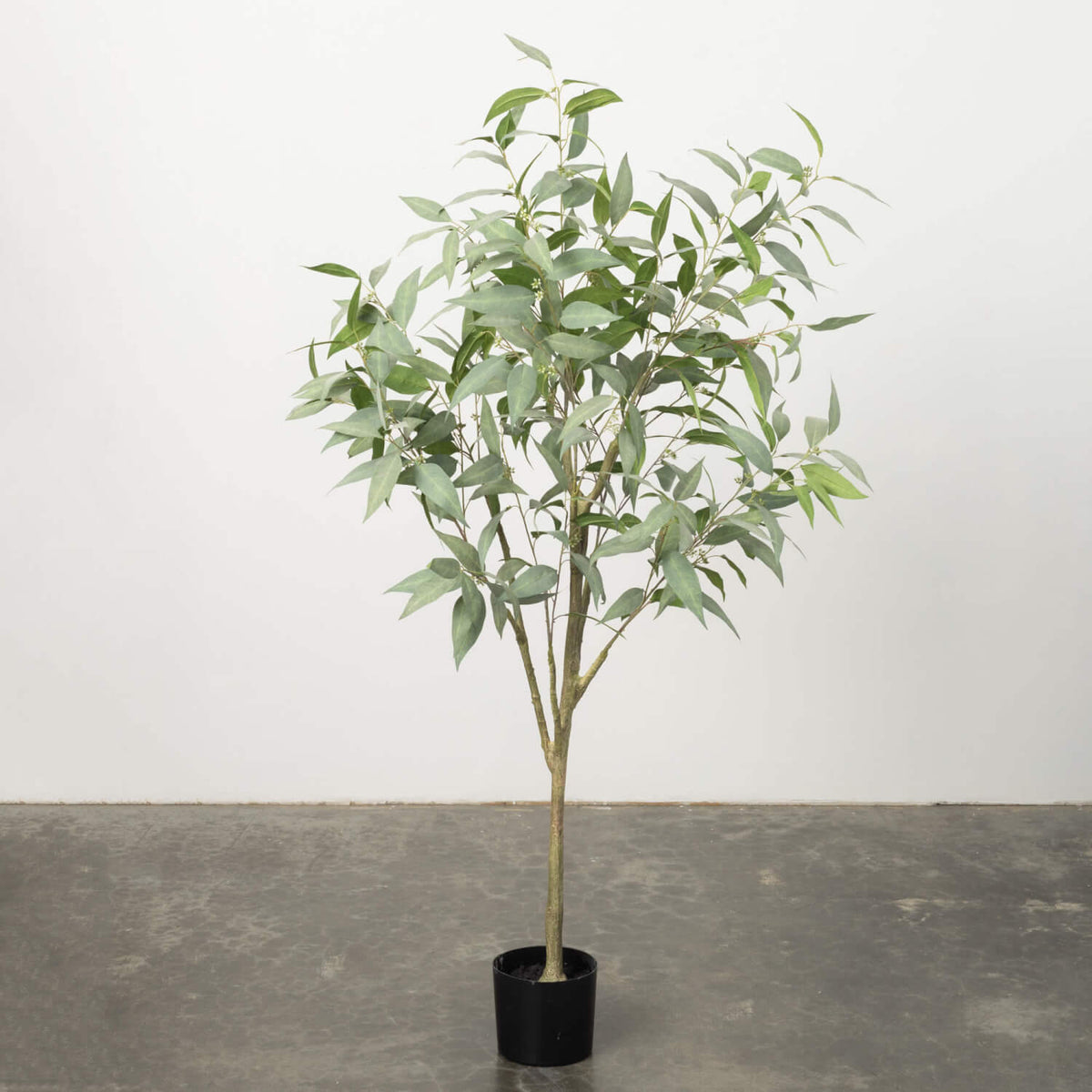 Eucalyptus Tree - Zinnias Gift Boutique