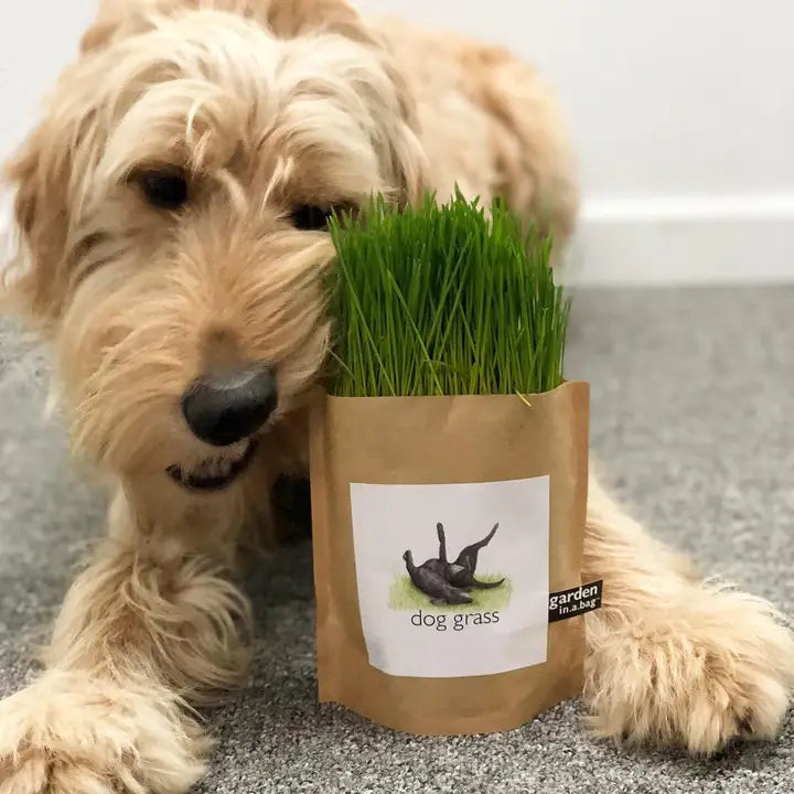 Garden in a Bag | Dog Grass - Zinnias Gift Boutique