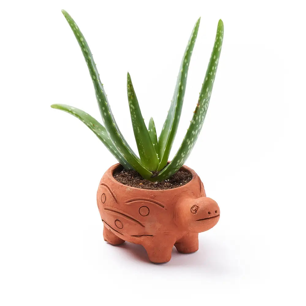 Plant Pot - Zinnias Gift Boutique