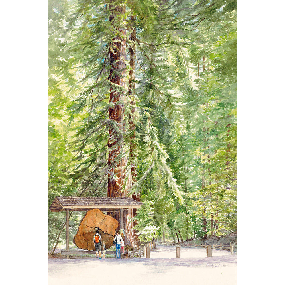 Henry Cowell Redwoods - Zinnias Gift Boutique