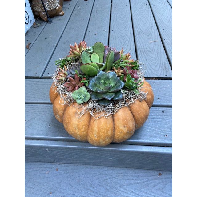Pumpkin Live Succulents - Zinnias Gift Boutique