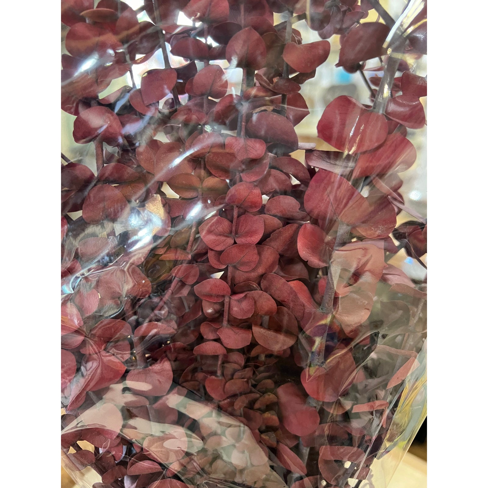 Preserved Cardinal Red Eucalyptus - Zinnias Gift Boutique