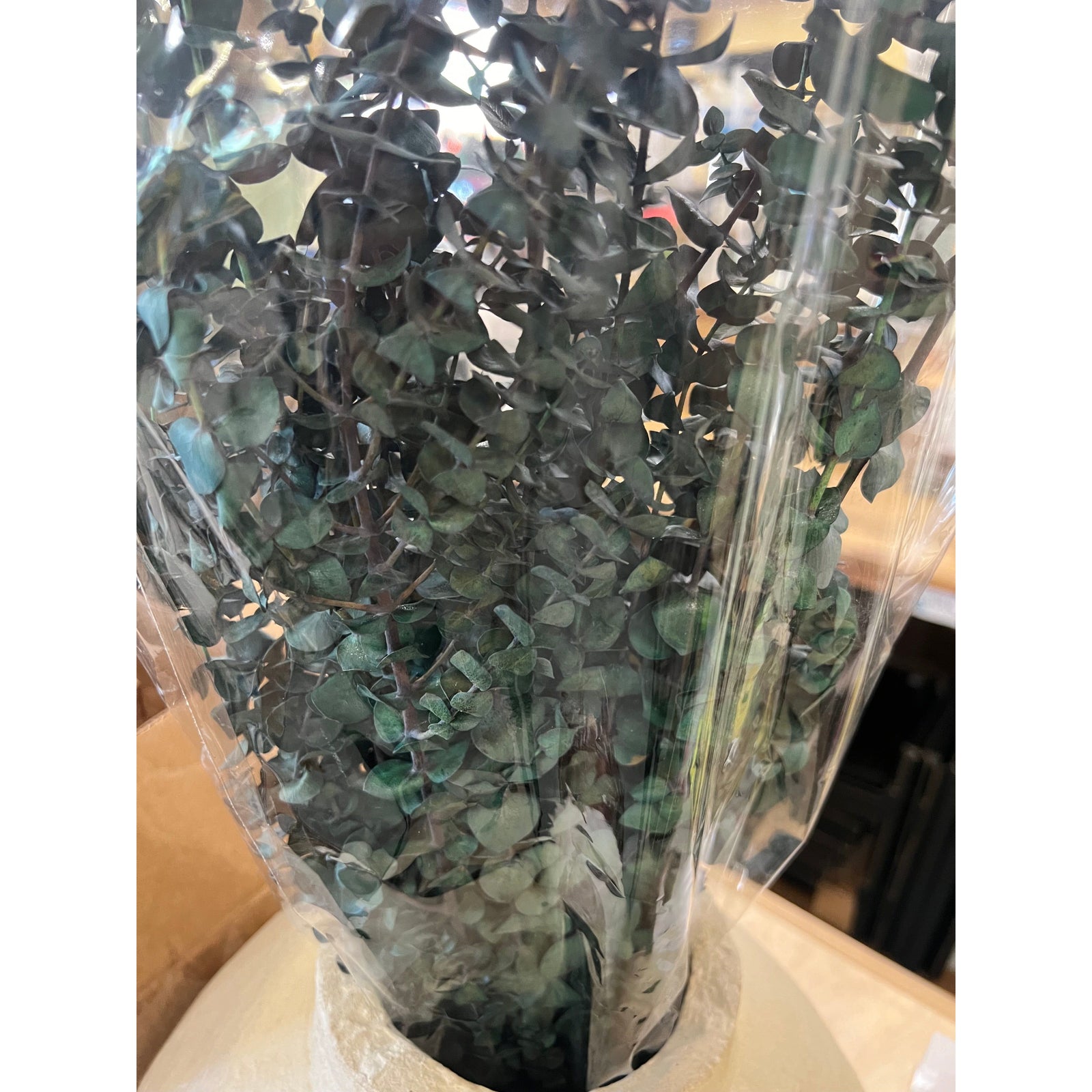 Preserved Aqua Frosted Eucalyptus - Zinnias Gift Boutique