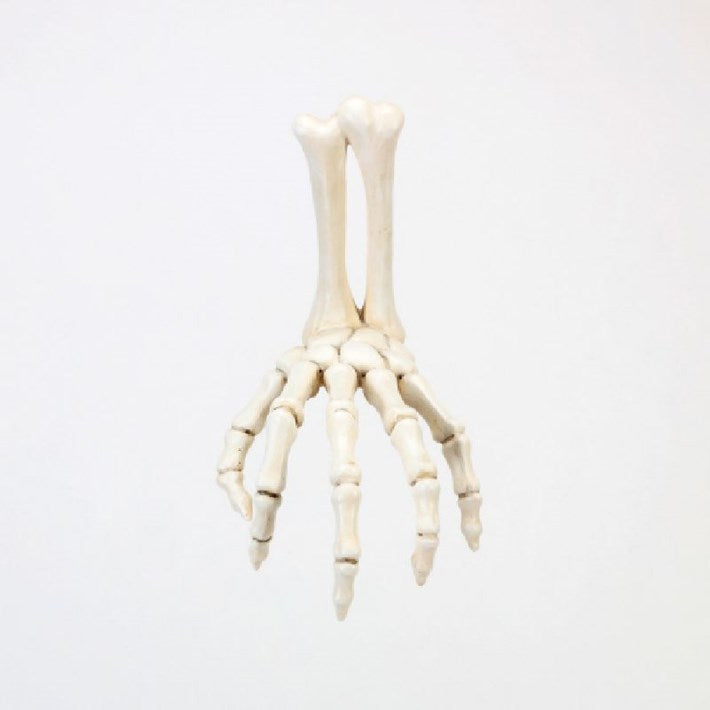 Skeleton Hand Wall Hook, Resin, 7.5" - Zinnias Gift Boutique