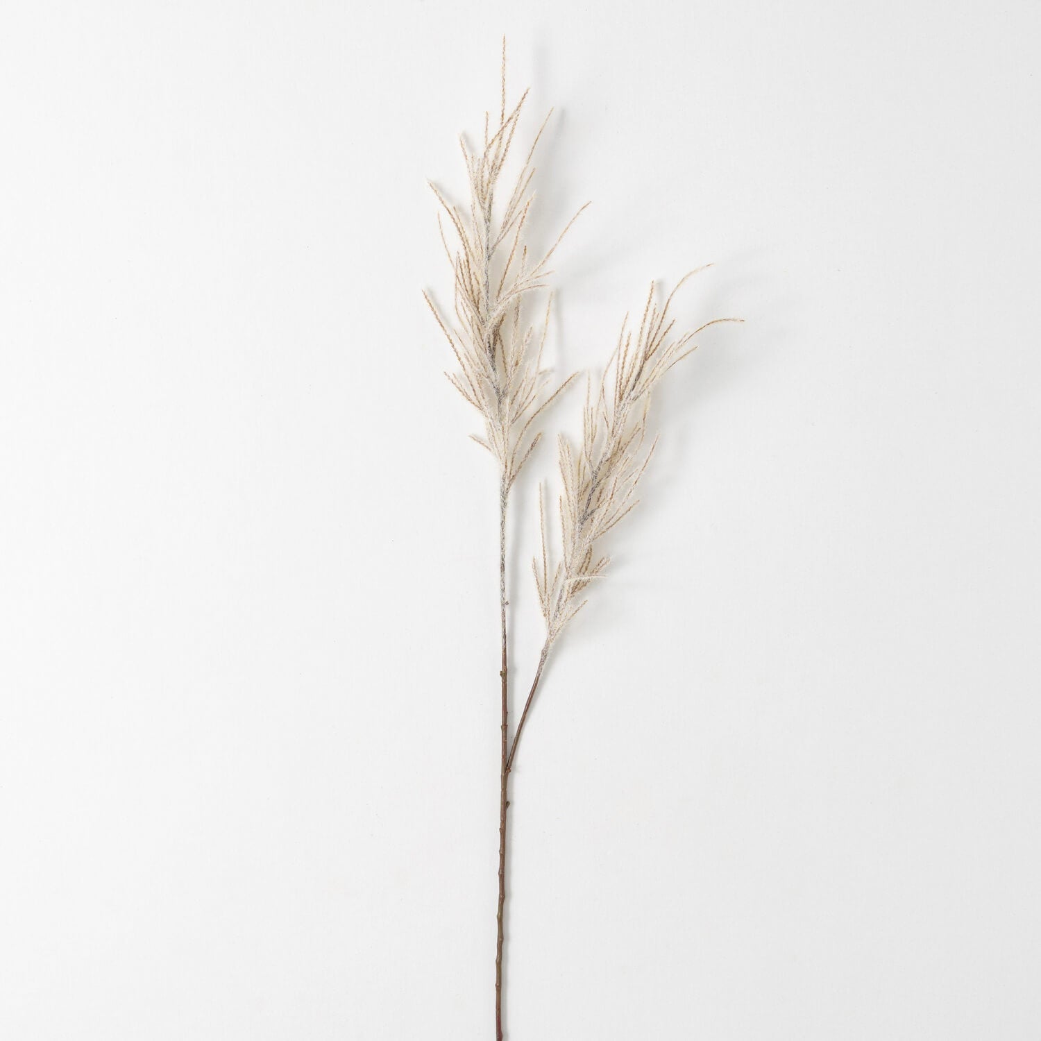 Pampas - Zinnias Gift Boutique