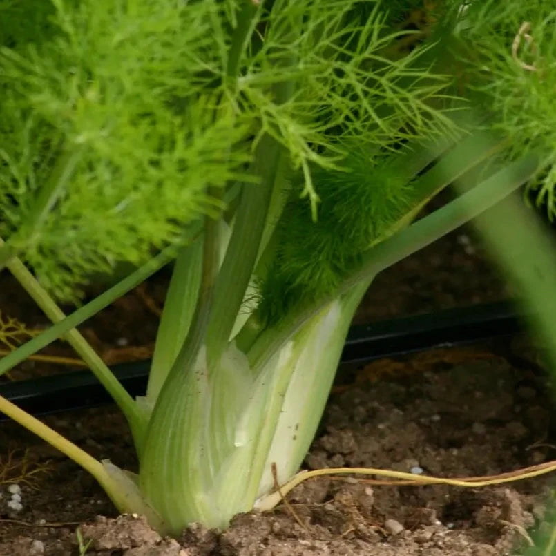 Citrus & Fennel Savory Salt, 2.6 oz. - Zinnias Gift Boutique