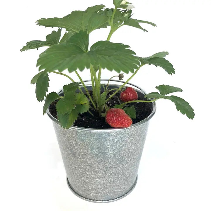 Garden in a Pail | Strawberry - Zinnias Gift Boutique