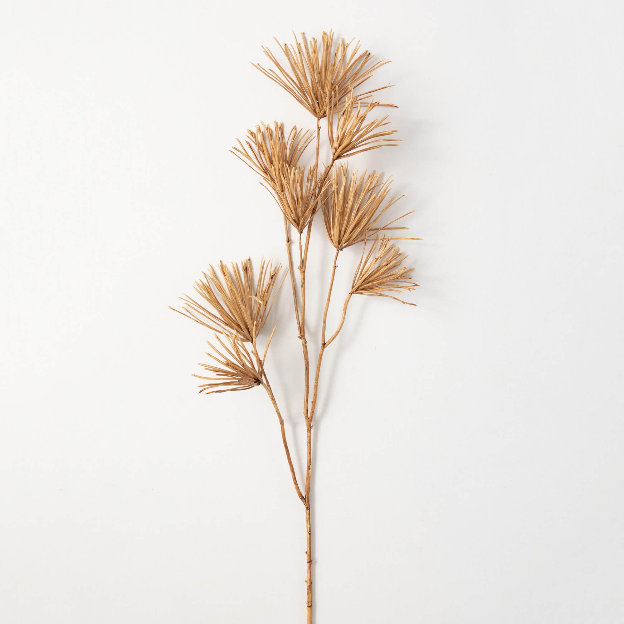 PODOCARPUS STEM - Zinnias Gift Boutique