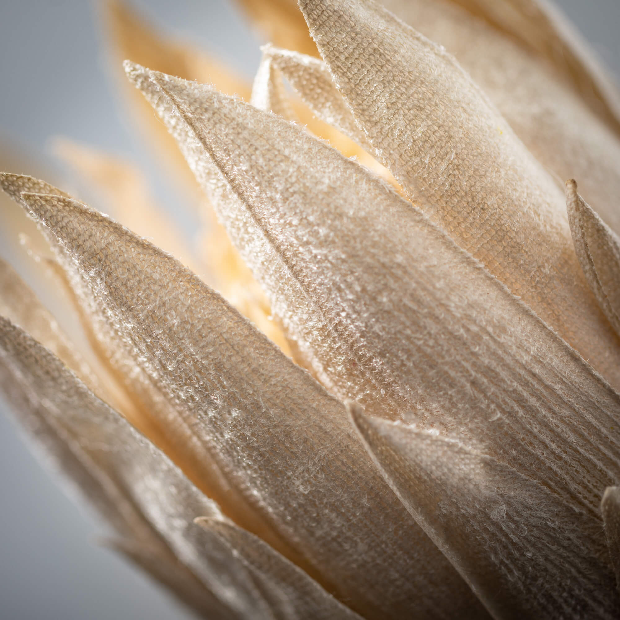 NATURAL PALE PROTEA - Zinnias Gift Boutique