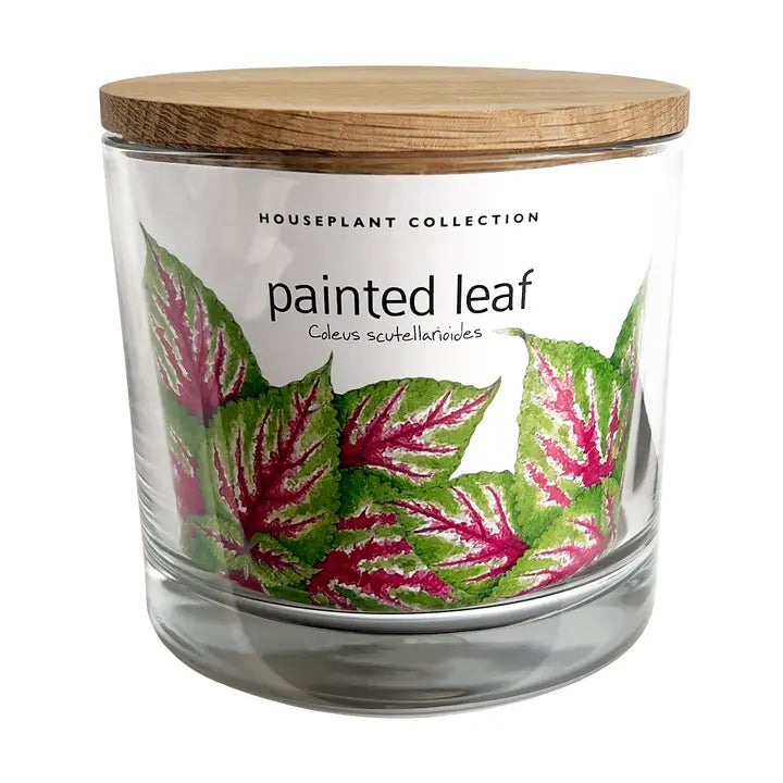 Houseplant Collection | Painted Leaf - Zinnias Gift Boutique