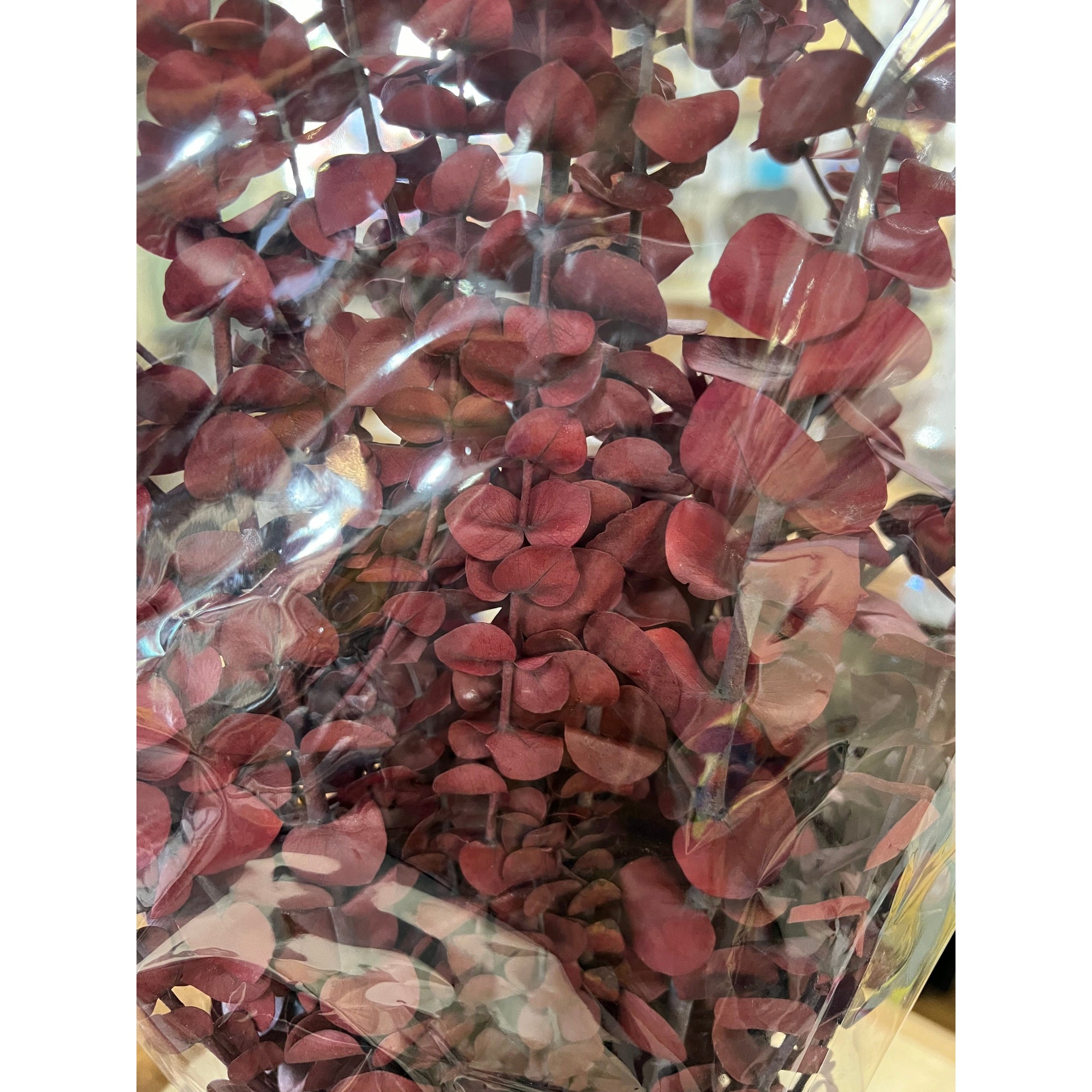 Preserved Cardinal Red Eucalyptus - Zinnias Gift Boutique