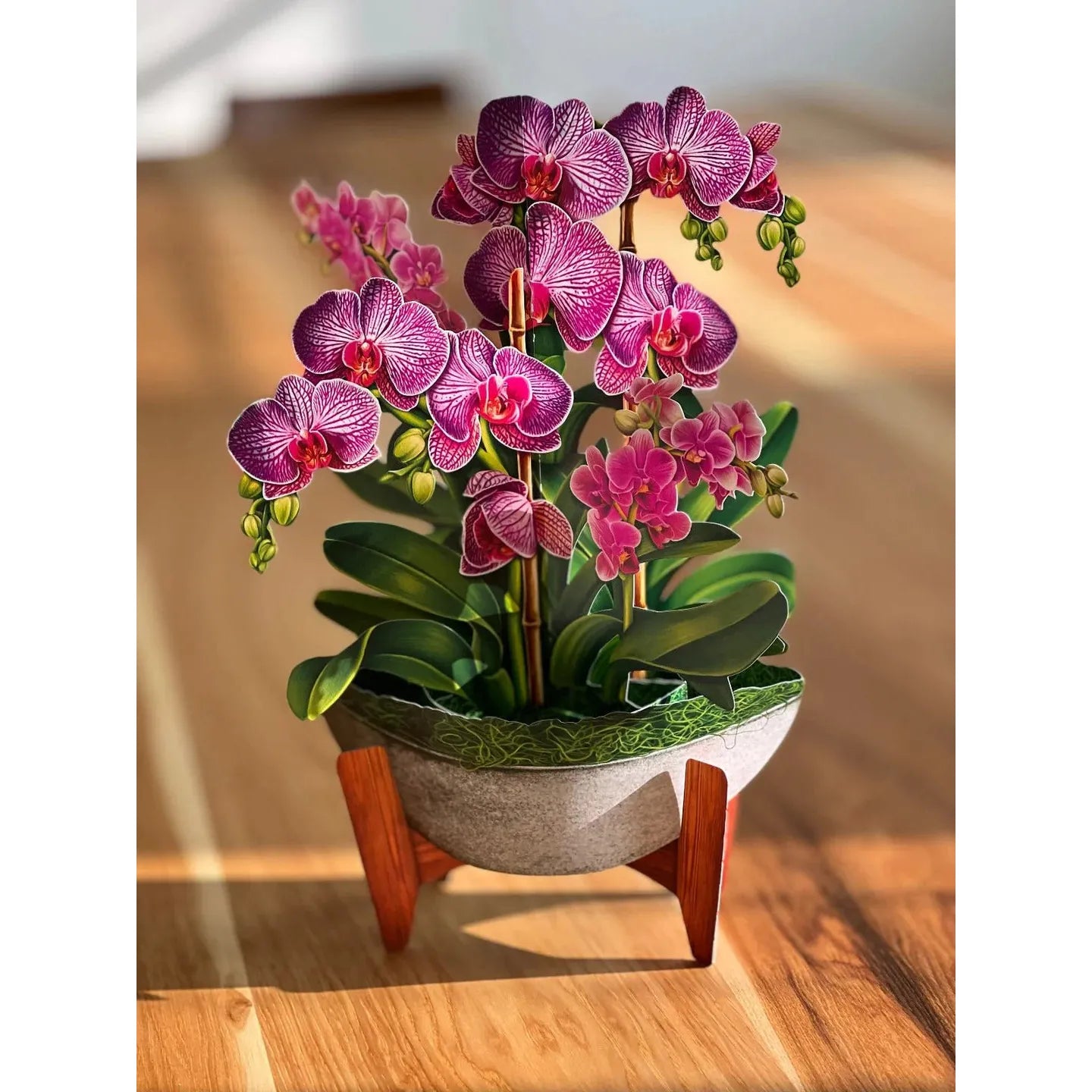 Orchid Oasis - Zinnias Gift Boutique