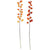 Chinese Lantern Stem