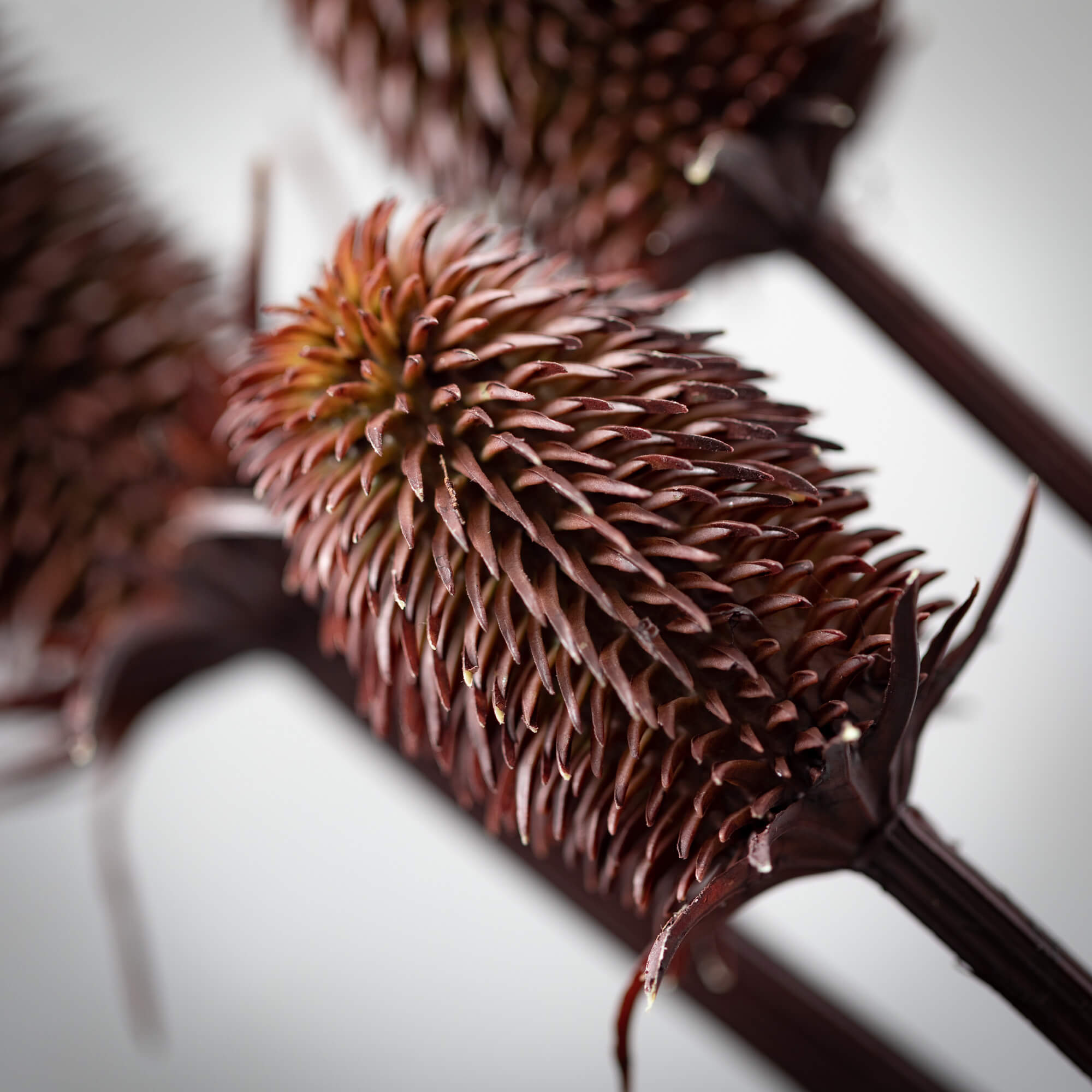 BURGUNDY THISTLE SPRAY - Zinnias Gift Boutique