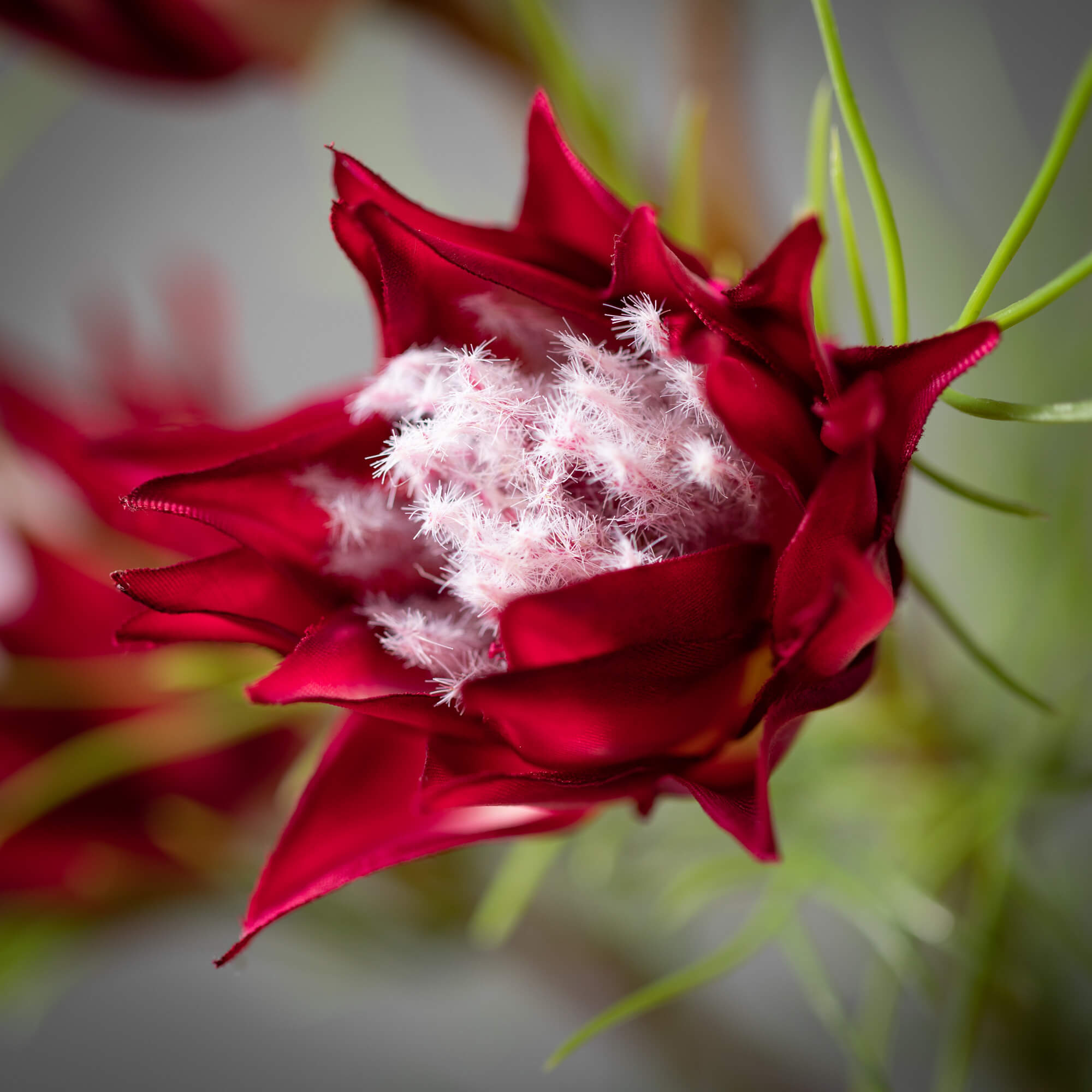 MINI PROTEA SPRAY - Zinnias Gift Boutique