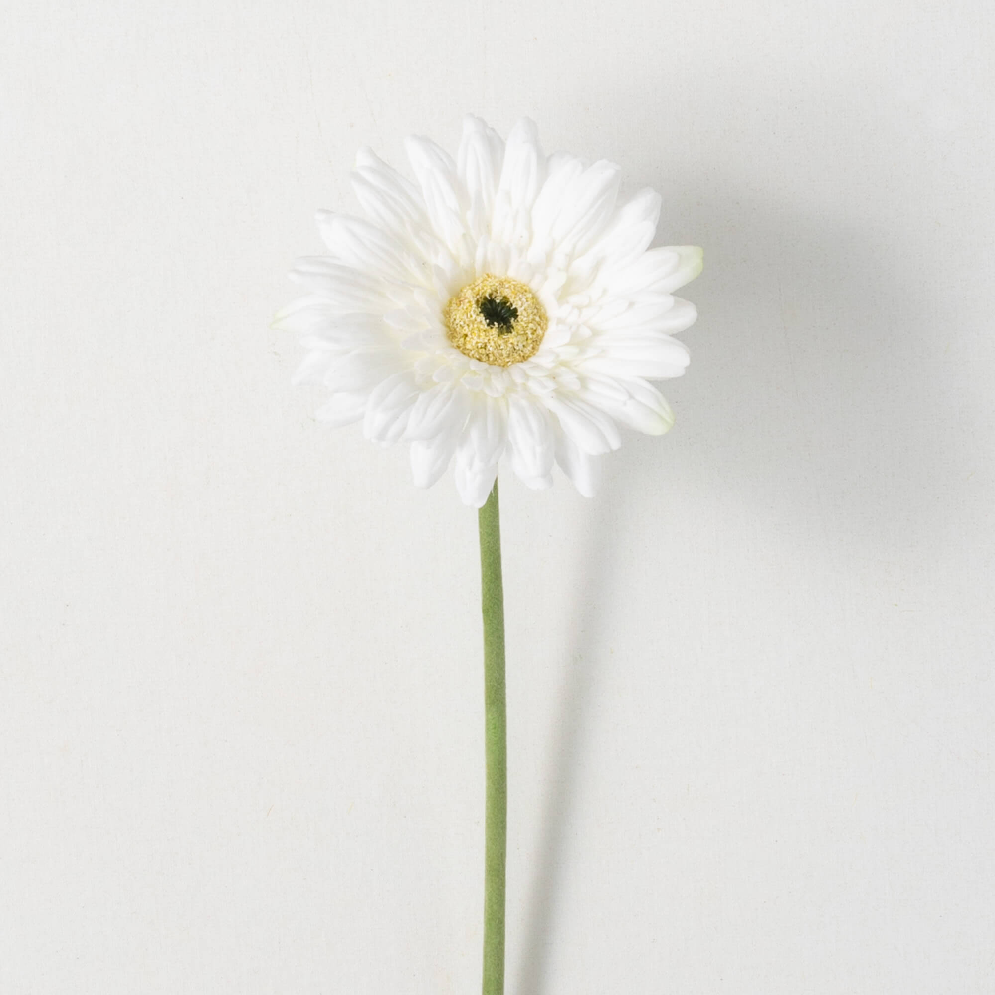 GERBERA DAISY - Zinnias Gift Boutique