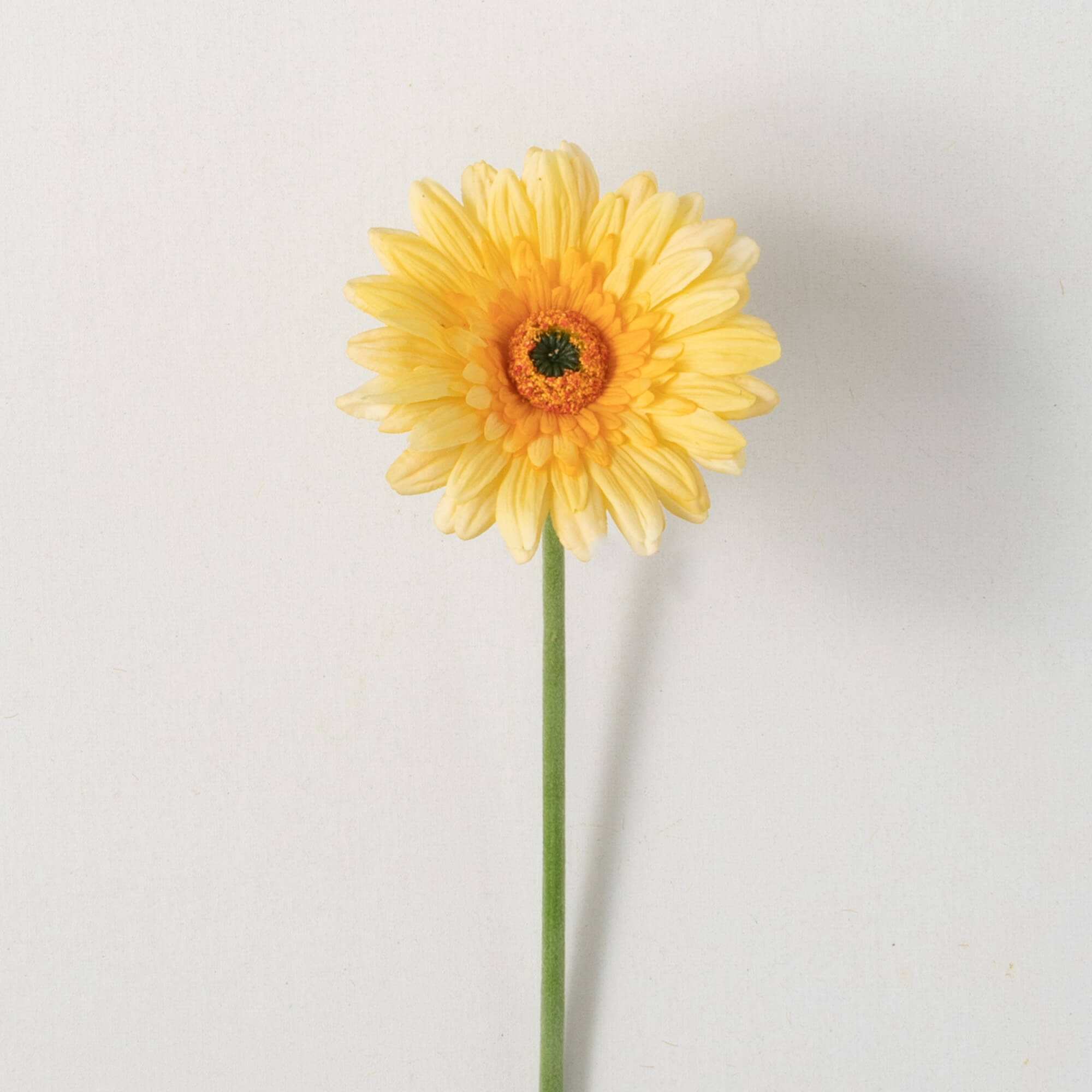 GERBERA DAISY - Zinnias Gift Boutique