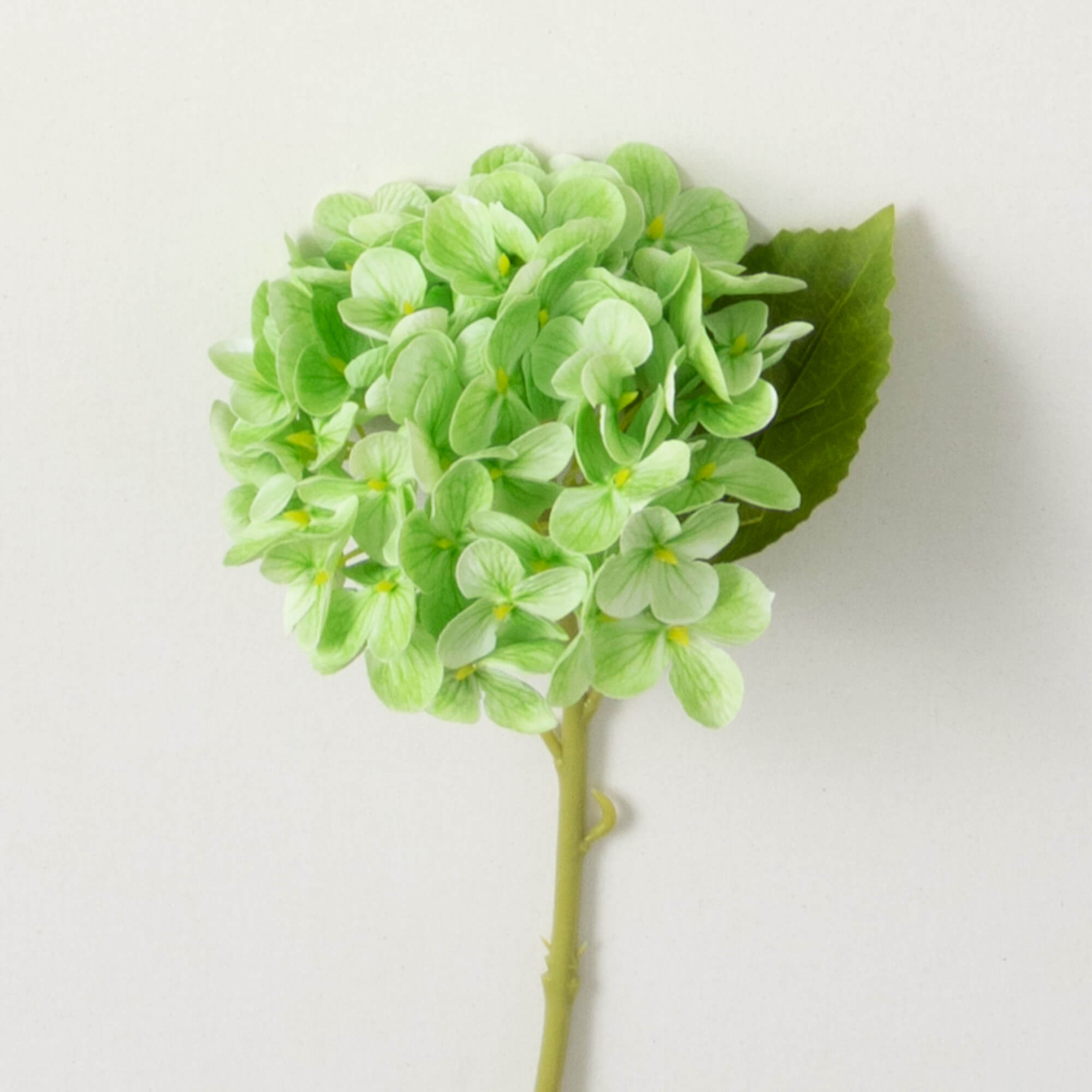 SHORT STEM HYDRANGEA - Zinnias Gift Boutique