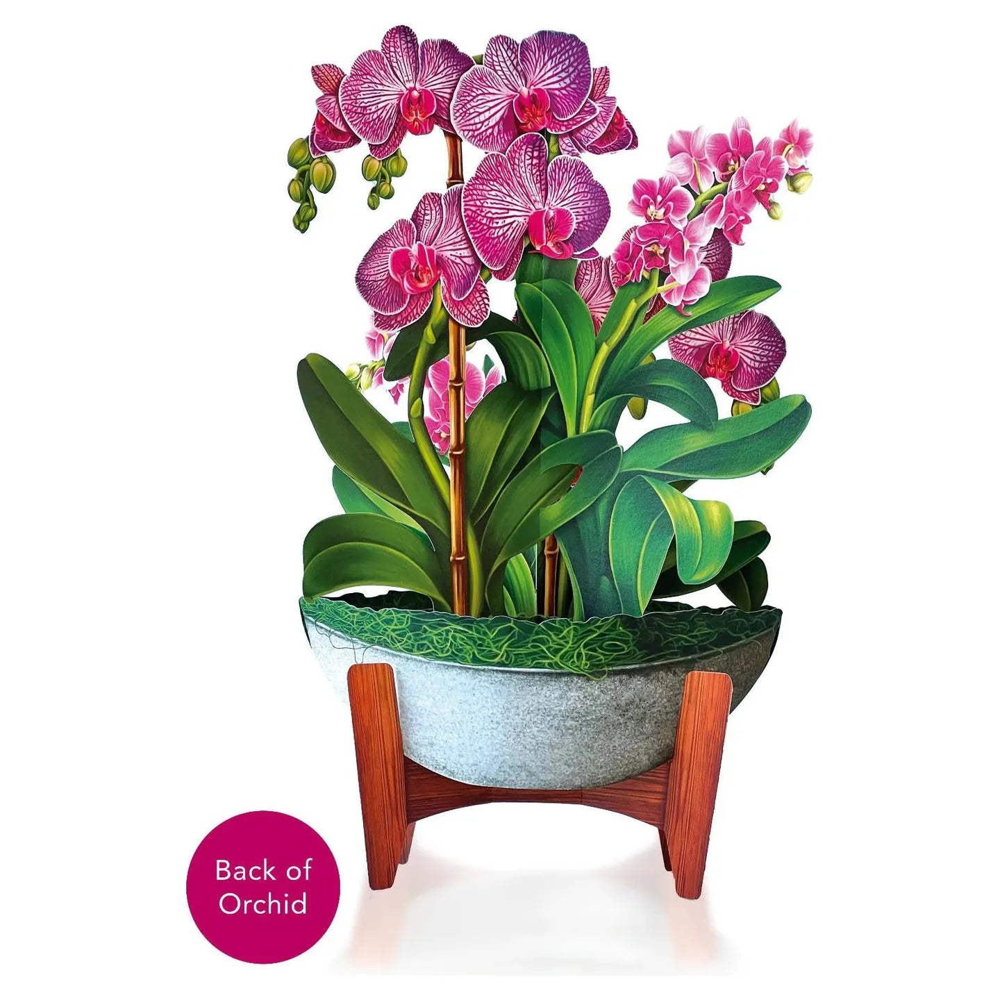 Orchid Oasis - Zinnias Gift Boutique