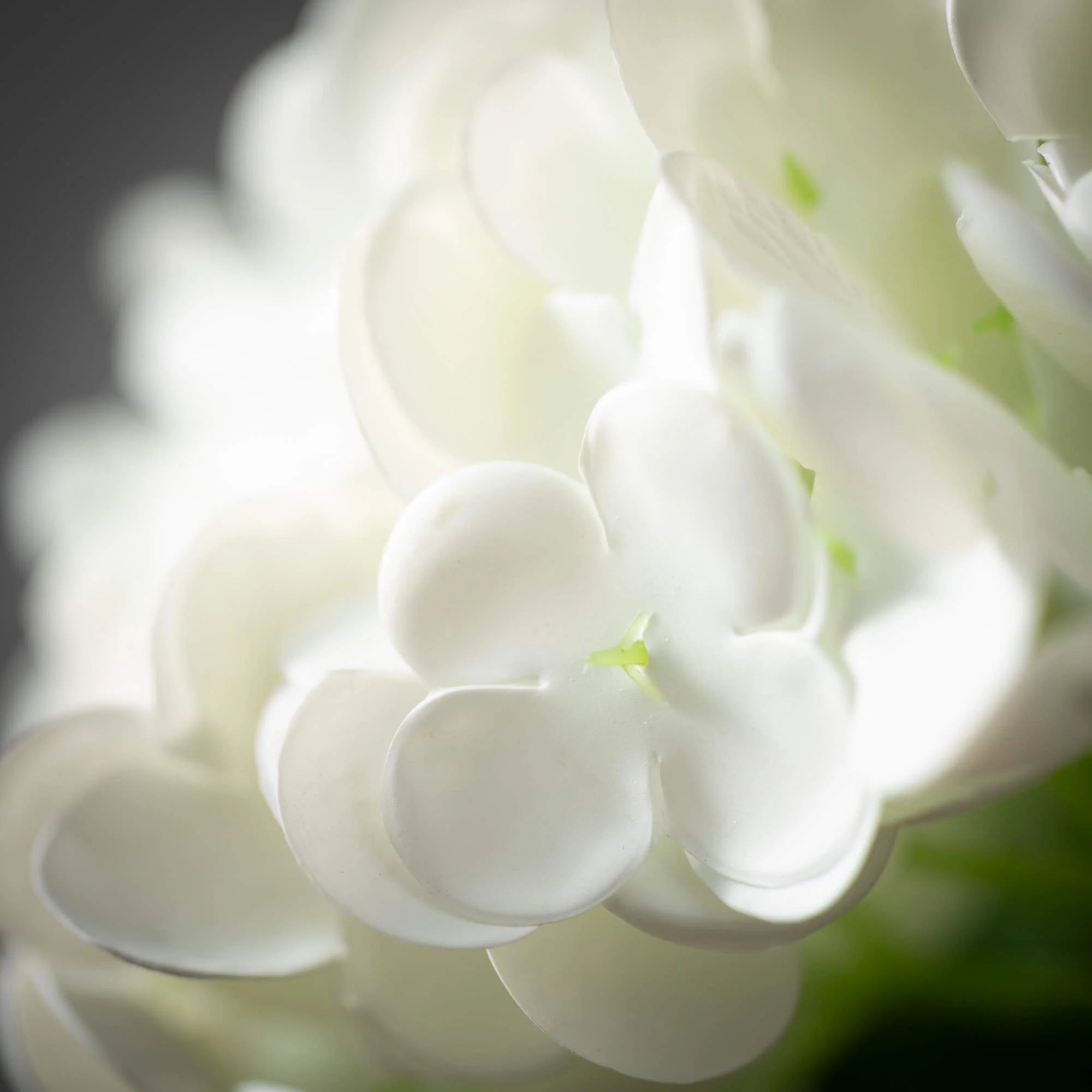 FRESHCUT WHITE HYDRANGEA SPRAY - Zinnias Gift Boutique