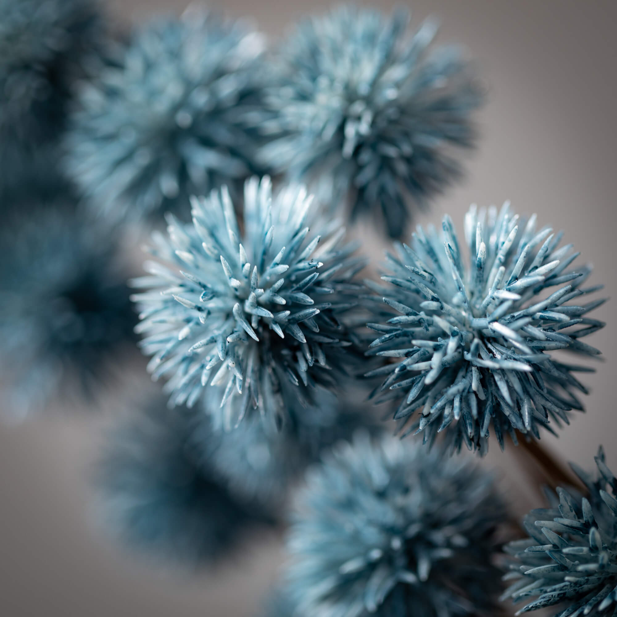 FULL BLUE THISTLE SPRAY - Zinnias Gift Boutique
