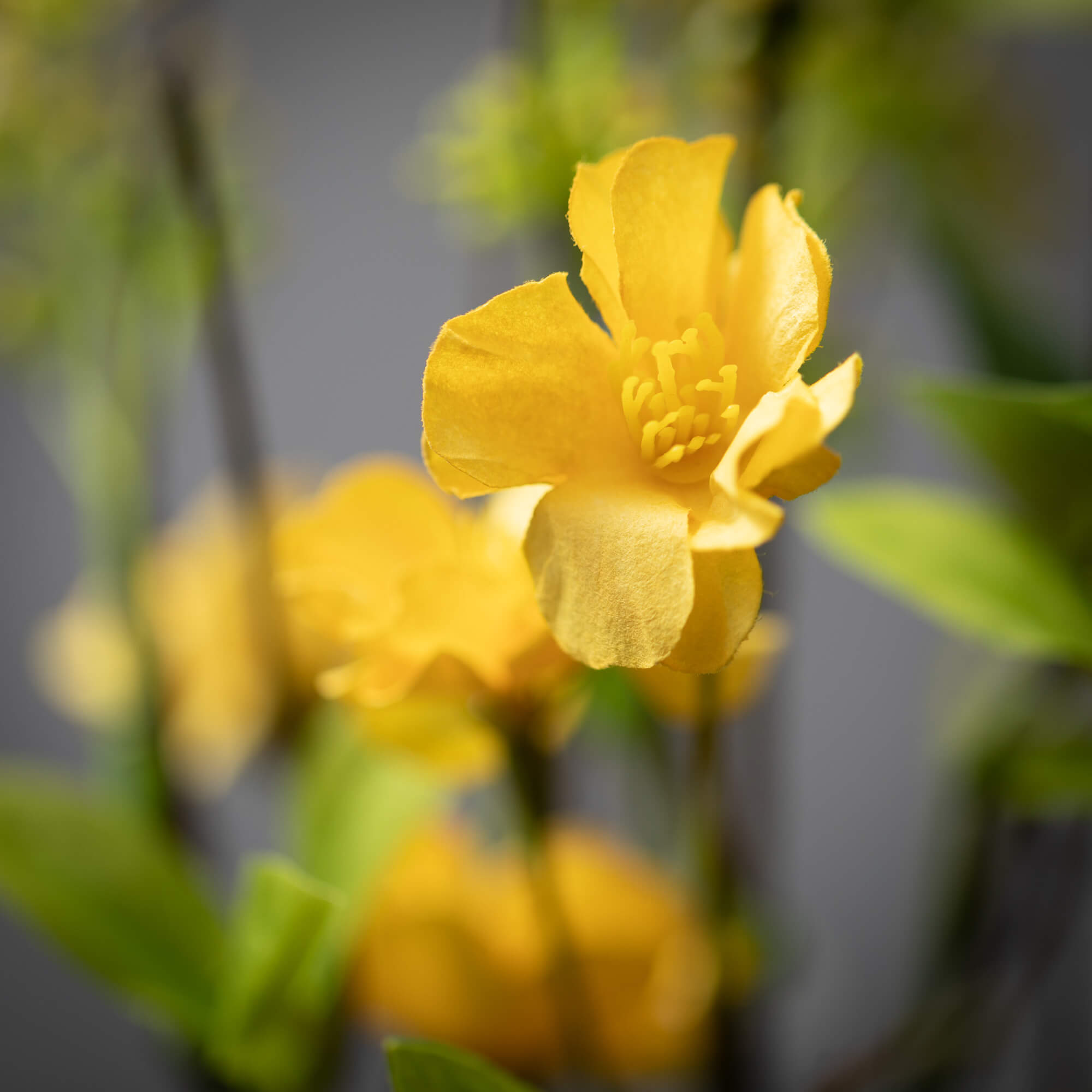 YELLOW BLOSSOM & LEAF SPRAY - Zinnias Gift Boutique