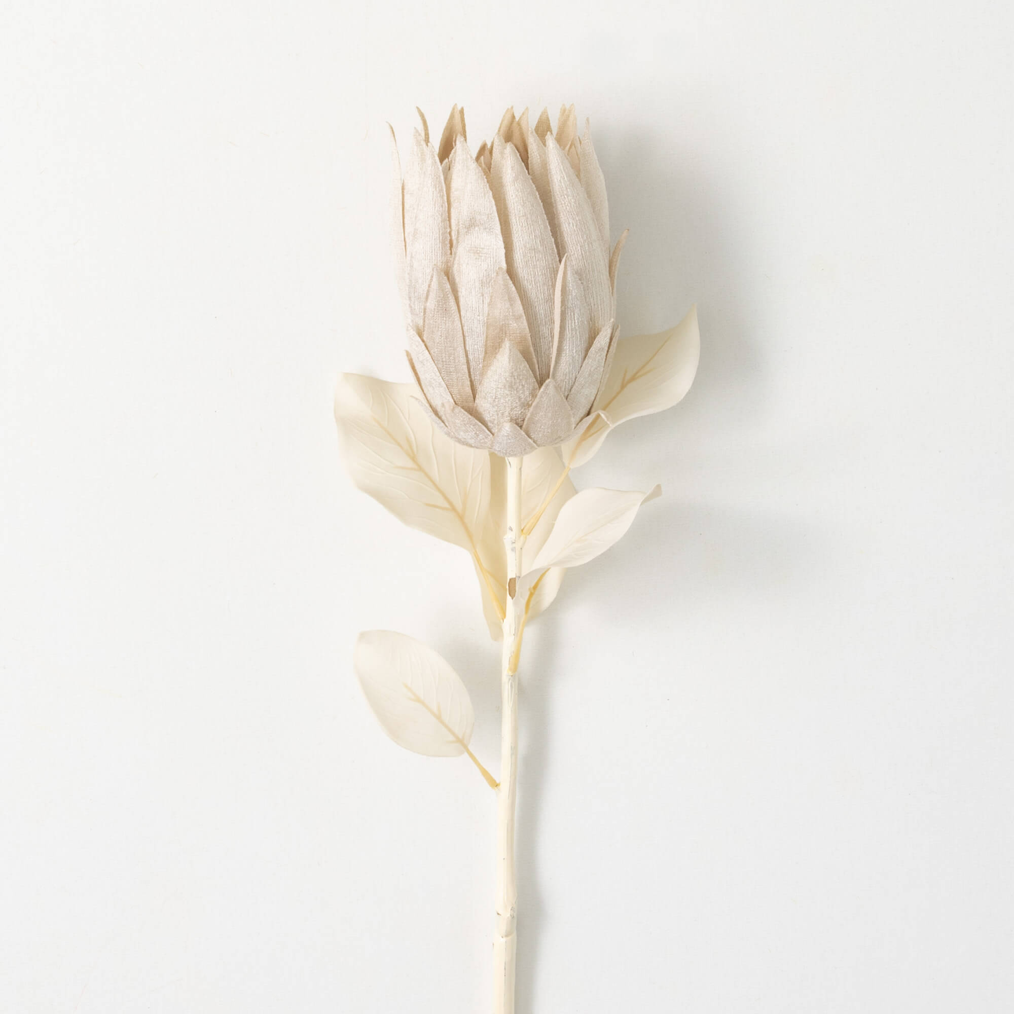 NATURAL PALE PROTEA - Zinnias Gift Boutique