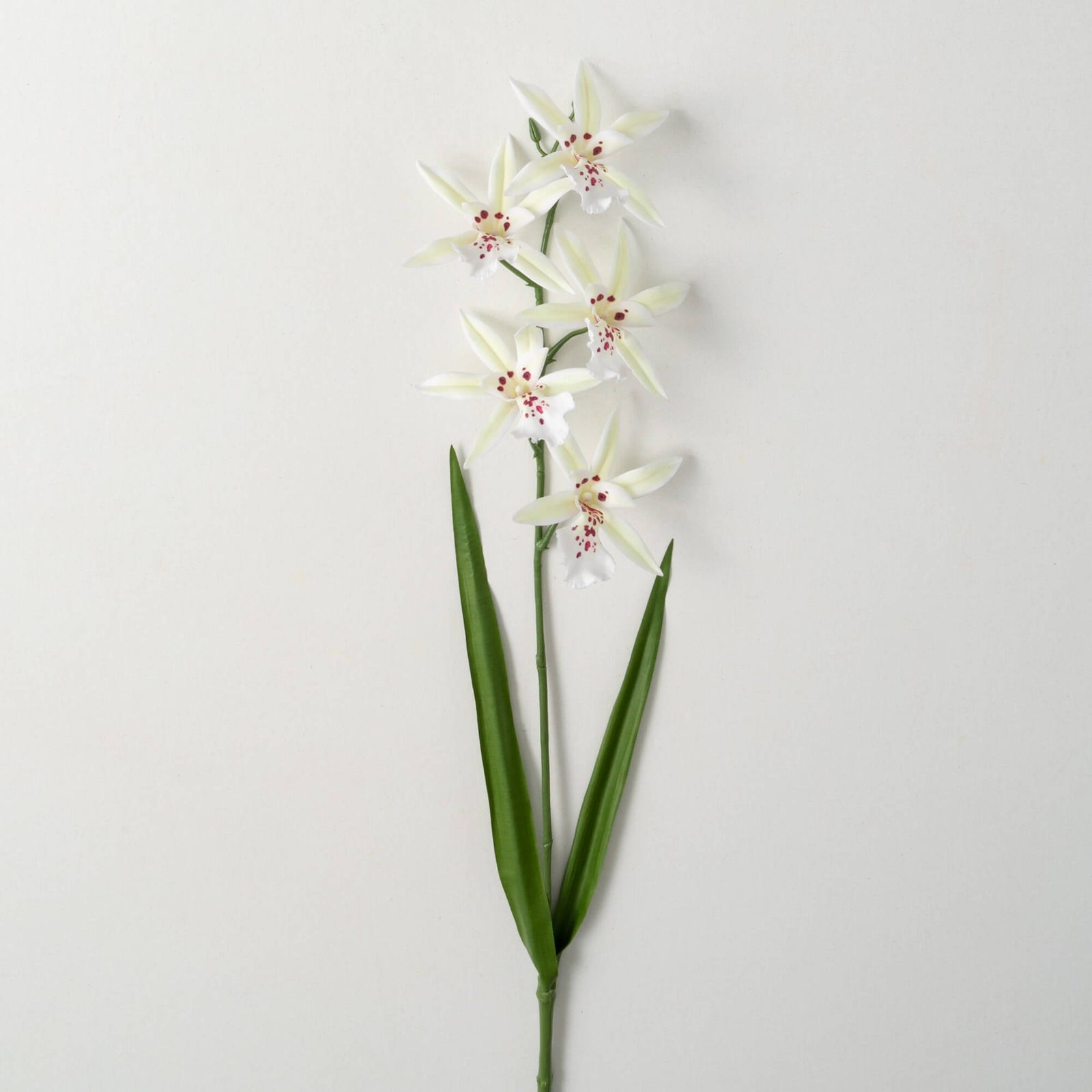 White African Orchid Stem - Zinnias Gift Boutique