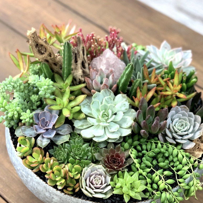Succulent Workshop with Wind Acre Farm Floral - 2 Apr 2026 - Zinnias Gift Boutique