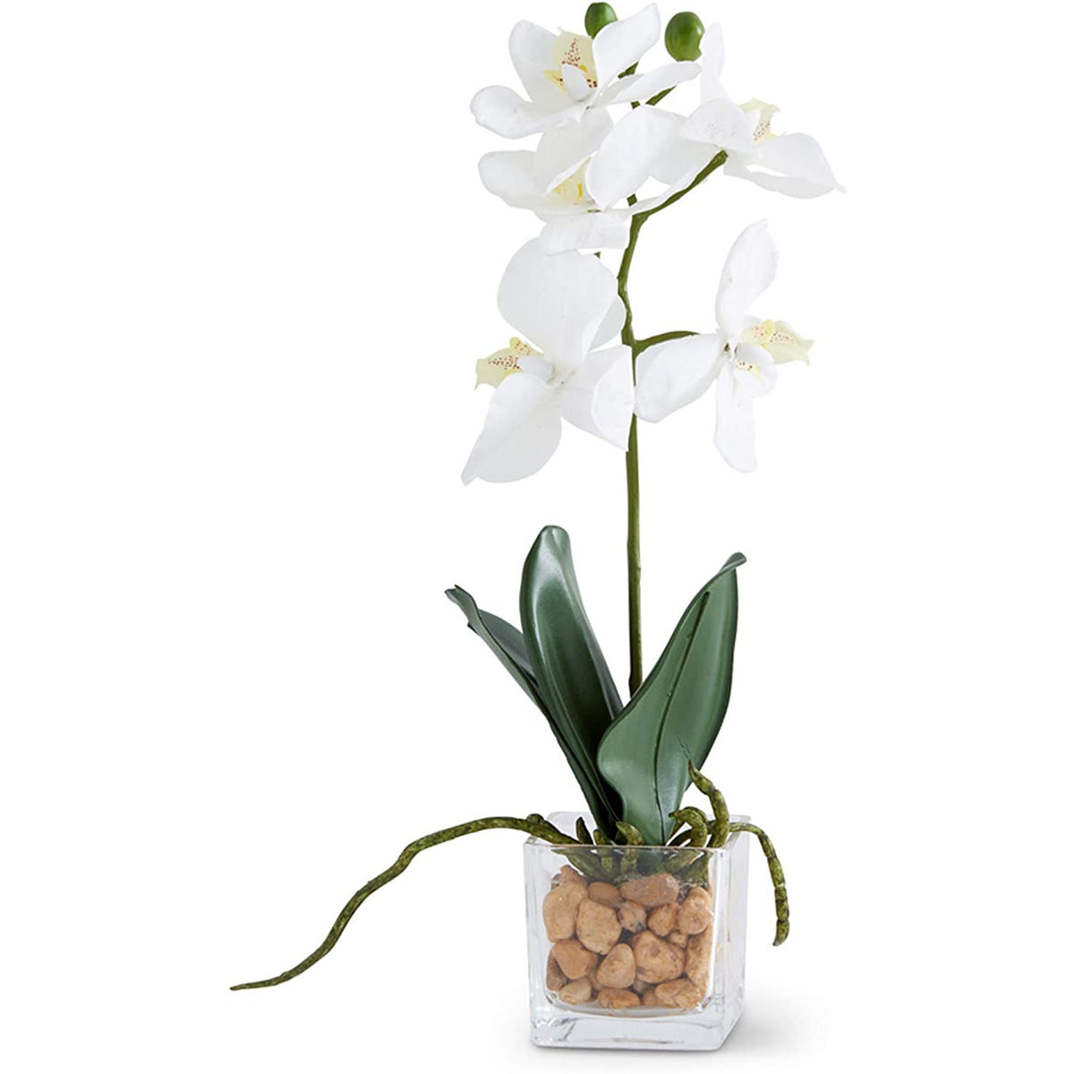 11 Inch White Orchid in Square Glass Dish - Zinnias Gift Boutique
