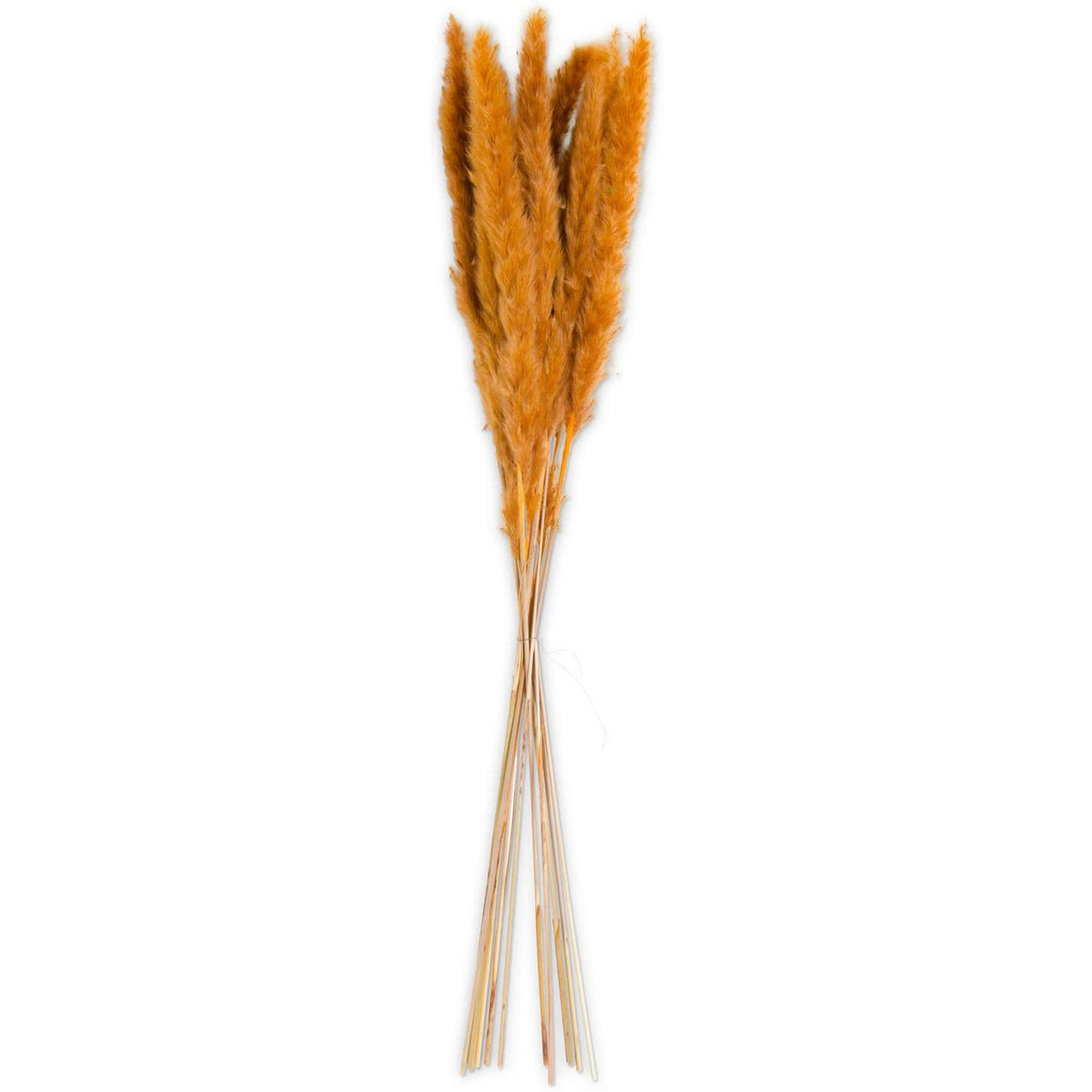 Orange Pampas Grass Bundle (10-12 Stems) 27&quot; - Zinnias Gift Boutique