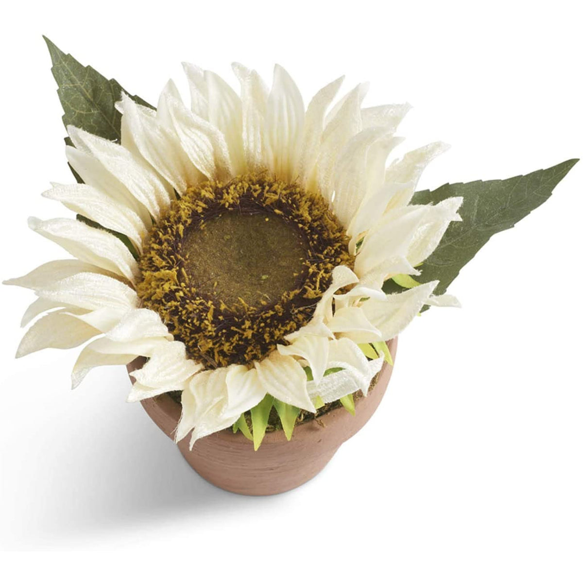 4.5 Inch Potted White Sunflower - Zinnias Gift Boutique