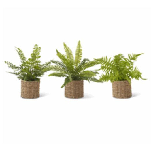 Ferns in Woven Basket - Zinnias Gift Boutique