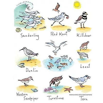 Beach Birds Towel - Zinnias Gift Boutique