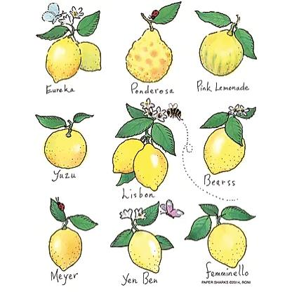 Lemons - Zinnias Gift Boutique