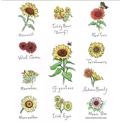 Sunflowers - Zinnias Gift Boutique