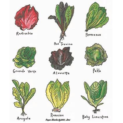 Lettuce - Zinnias Gift Boutique