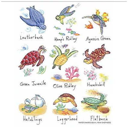 Sea Turtles - Zinnias Gift Boutique
