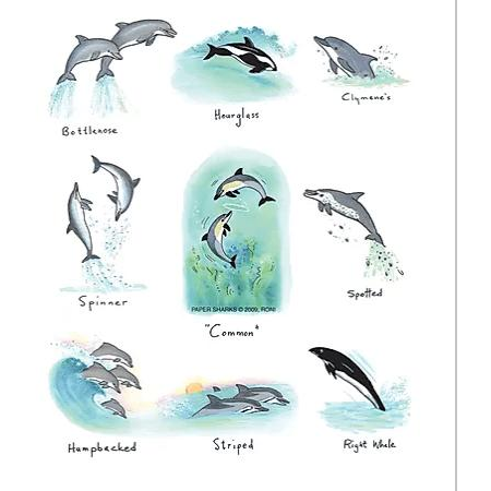 Dolphins - Zinnias Gift Boutique